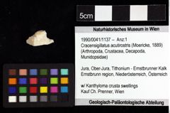 Foto (Objket + Etiketten) von Cracensigillatus acutirostris (Moericke, 1889) 